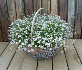 QEVJEKR container garden creeping thyme, pots and small spaces