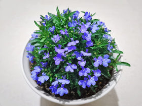 QEVJEKR container garden thyme seeds for versatile patio plantings.