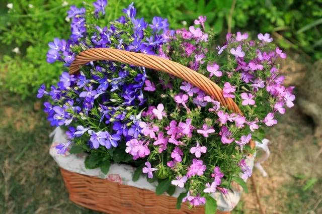 QEVJEKR creeping thyme colorful flowers image, vibrant palette for summer color