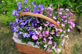 QEVJEKR creeping thyme colorful flowers image, vibrant palette for summer color