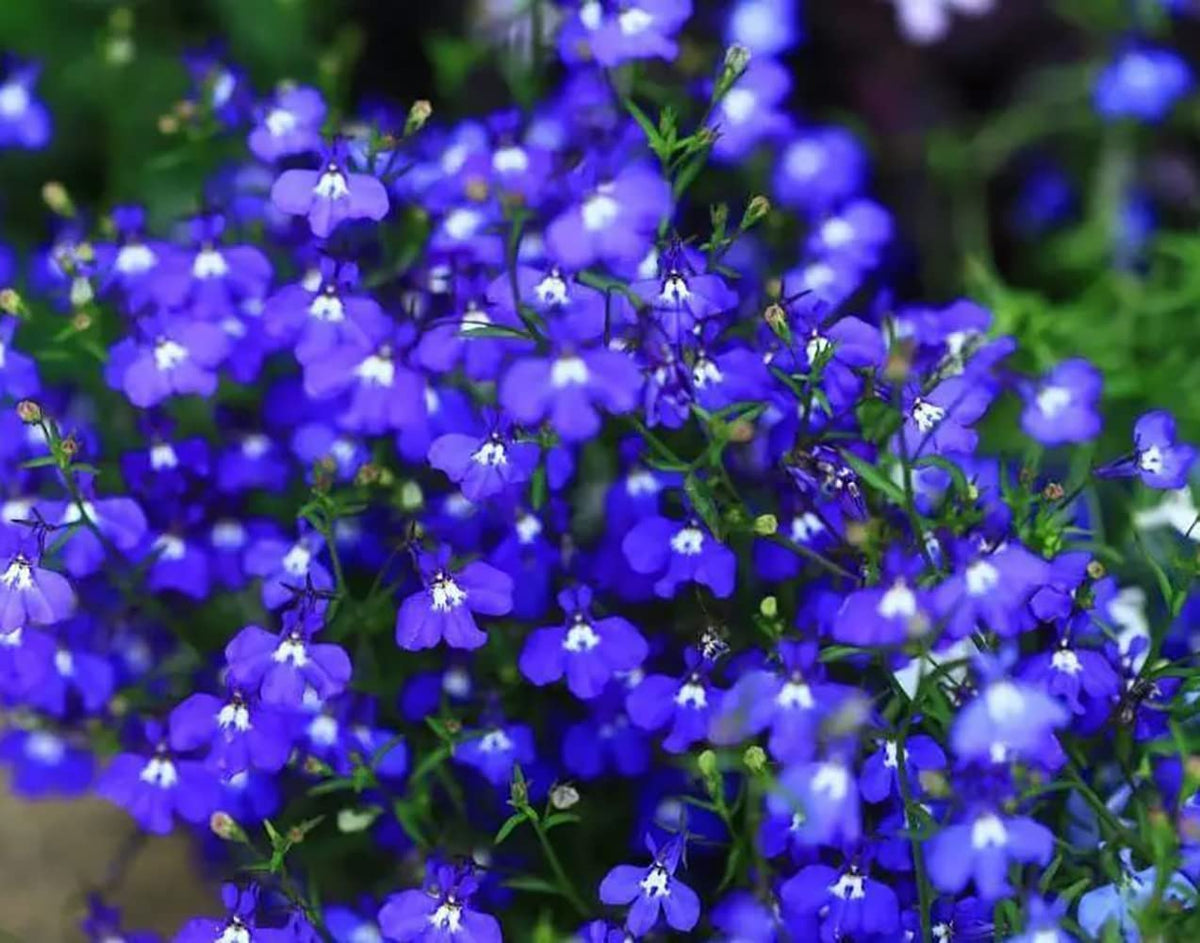 QEVJEKR creeping thyme seeds attract butterflies and pollinators outdoors.