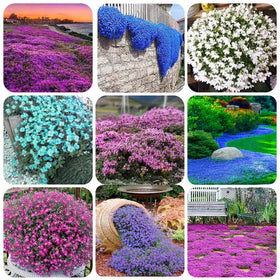 QEVJEKR creeping thyme seeds pack closeup, easy start and garden color