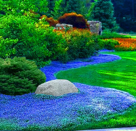 QEVJEKR dwarf creeping thyme for borders and lawn edges.