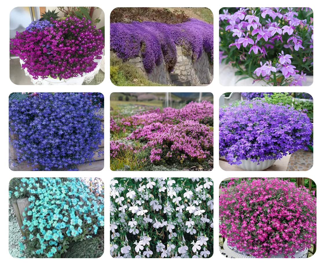 QEVJEKR pollinators visiting creeping thyme, supports butterflies and bees