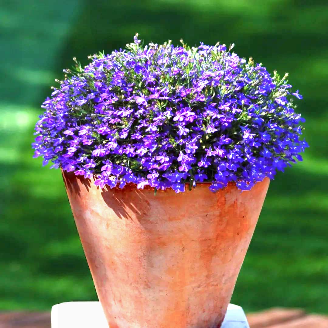 QEVJEKR rock garden creeping thyme image, borders and pathways ideal