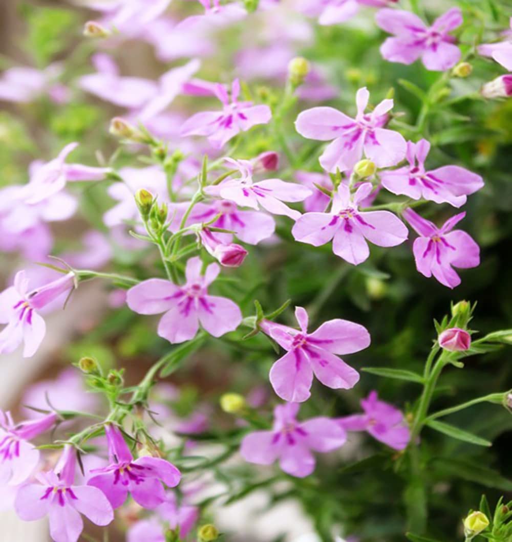 QEVJEKR thymus serpyllum heirloom seeds closeup, dependable ground cover
