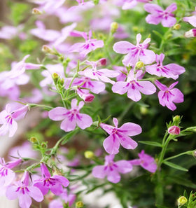 QEVJEKR thymus serpyllum heirloom seeds closeup, dependable ground cover