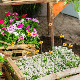 QfwdfcTrenz Spring-summer bee decor brightens patios and entryways.