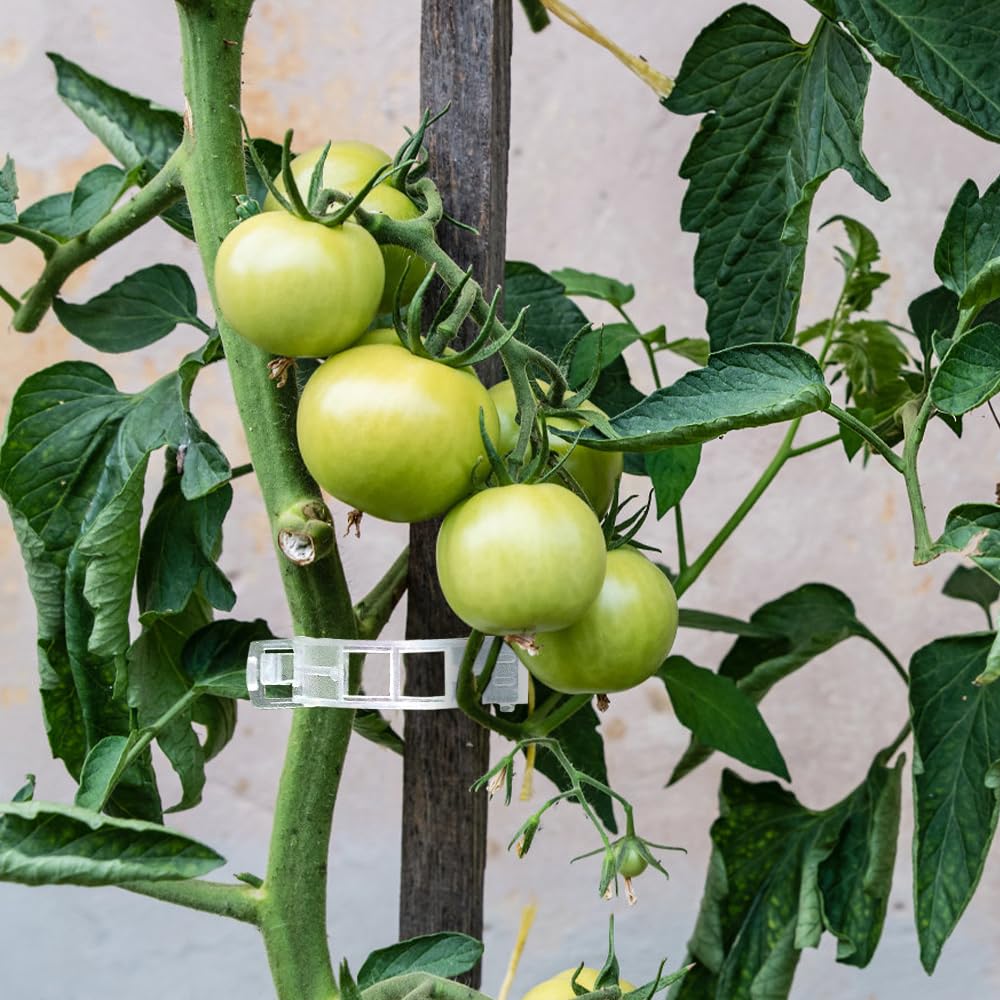 QHYCWIN cucumber and grape clip prevents bending on vines