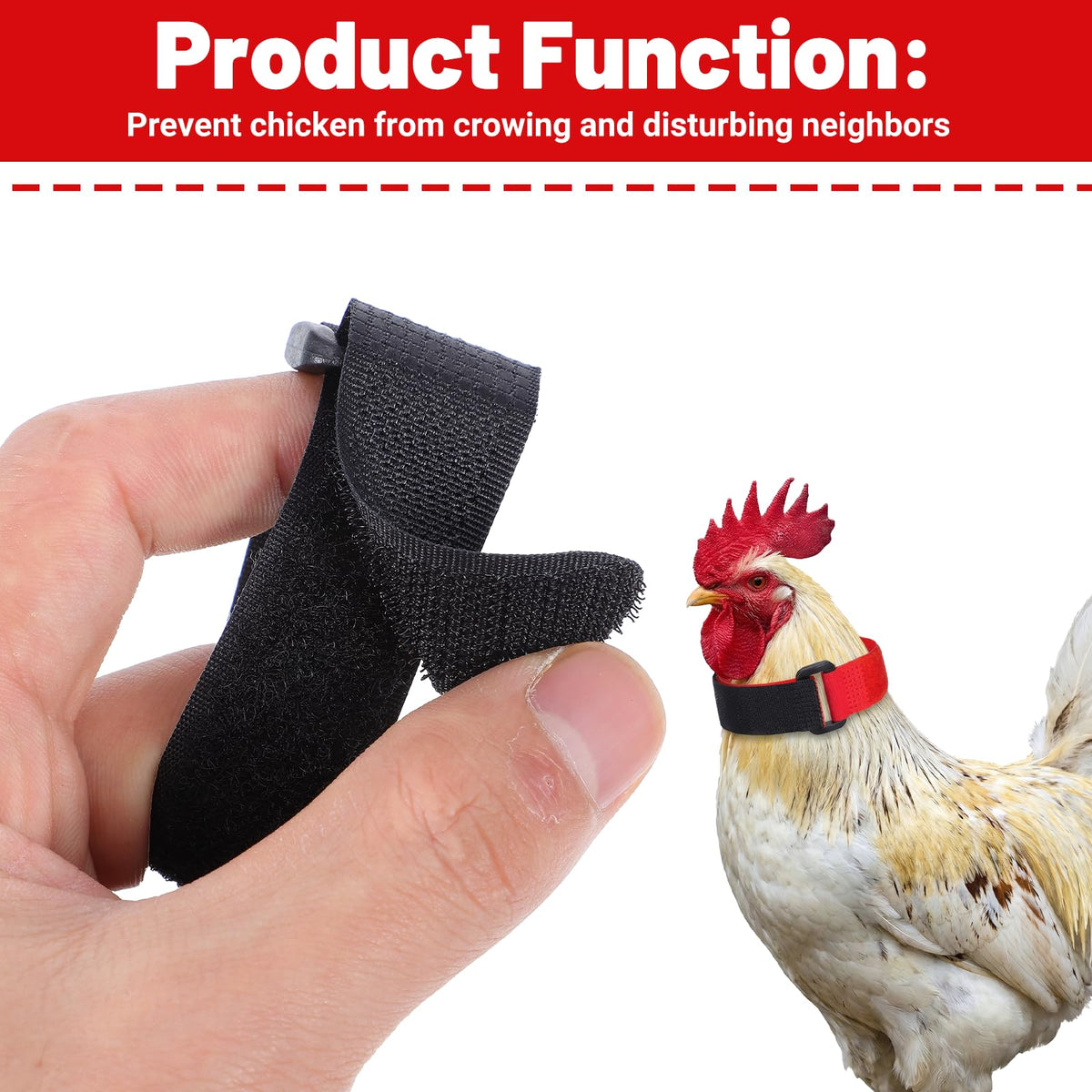 Qianyu blue collar shown on chicken neck supports adjustable fit for breeds