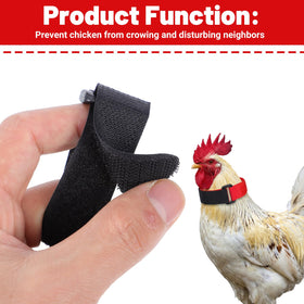 Qianyu blue collar shown on chicken neck supports adjustable fit for breeds