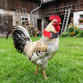 Qianyu green collar on chicken neck offers lightweight comfort for daily use