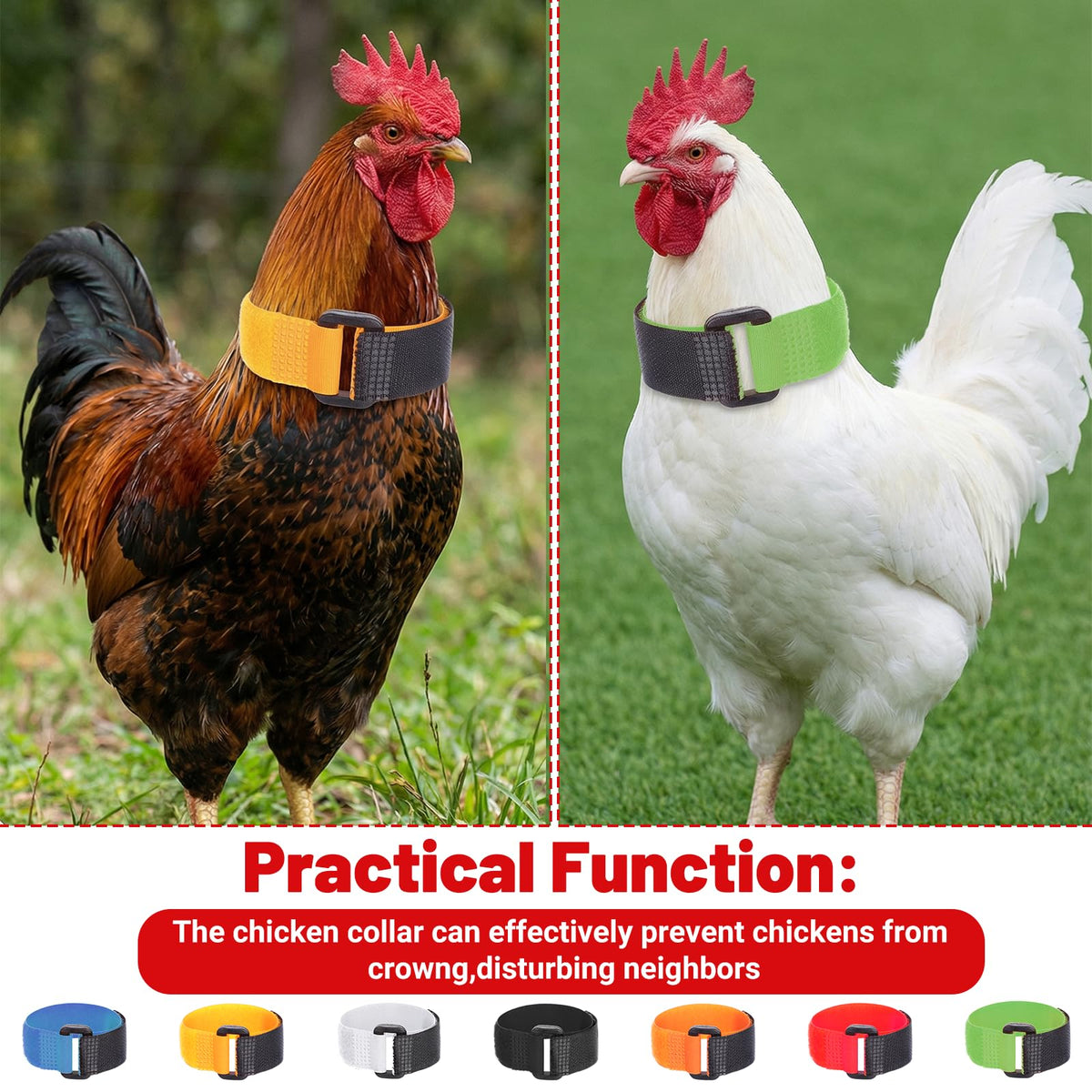 Qianyu yellow collar on chicken neck enhances visibility for flock management