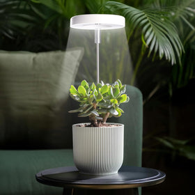 Qicodu grow light with timer function keeps desk plants thriving during vacations.