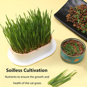 Qirvaten dark green cat grass planter blends with home decor.