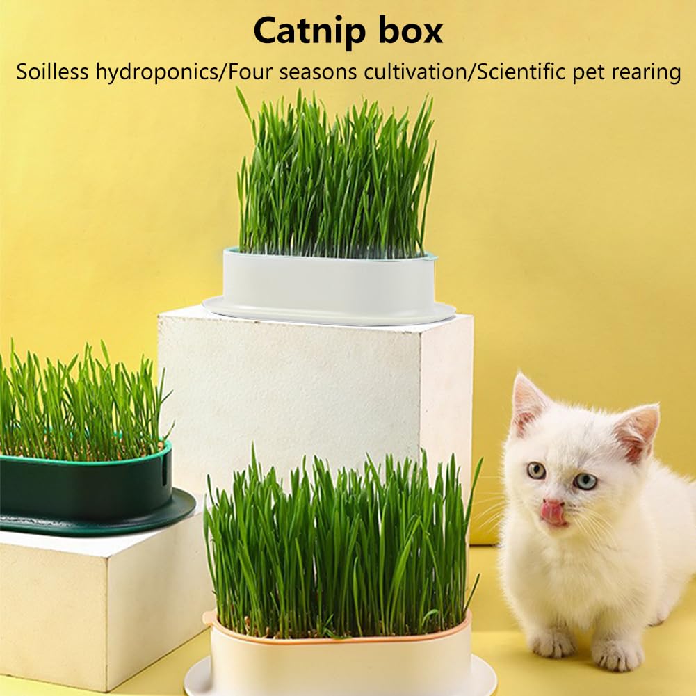 Qirvaten white-blue cat grass planter adds a bright touch.