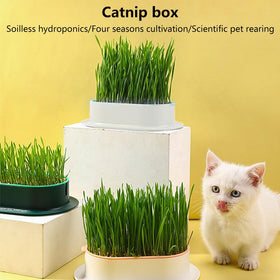 Qirvaten white-blue cat grass planter adds a bright touch.