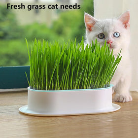 Qirvaten white-pink cat grass planter complements pastel interiors.