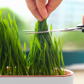 Qirvaten cat grass planter with large capacity keeps grass lush longer.