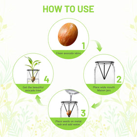 Qiuruoo avocado seed propagation vase closeup shows seeds and water view.