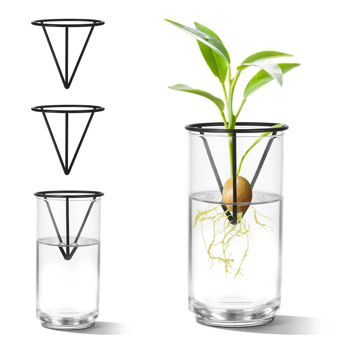 Qiuruoo avocado seed starter vase stand for avocado propagation and indoor display.