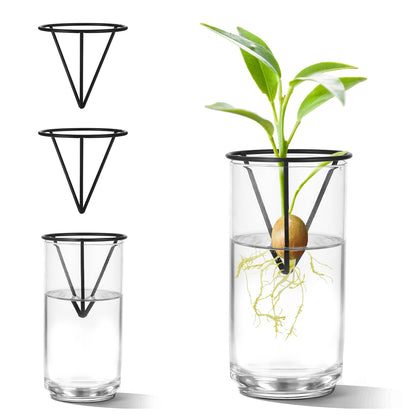 Qiuruoo avocado seed starter vase stand for avocado propagation and indoor display.