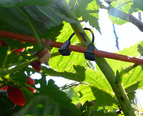 QIXIN plastic vines clip kiwi on sturdy stem support.