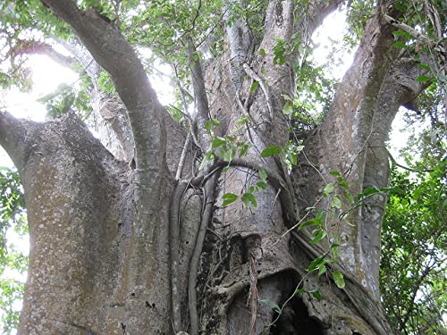 QO Seeds Adansonia digitata seed-bark detail, shows natural seed texture.