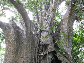 QO Seeds Adansonia digitata seed-bark detail, shows natural seed texture.