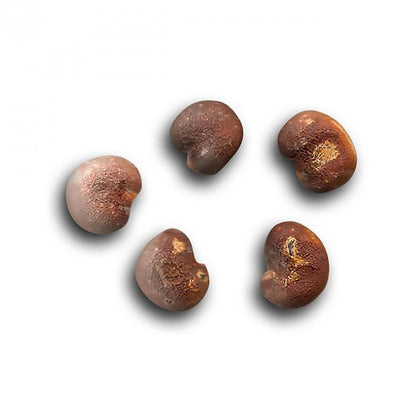 QO Seeds African Baobab seeds close-up, viable for germination and home planting.