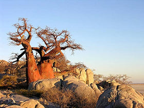 QO Seeds African Baobab seeds pack-10, ideal for starting a small grove.