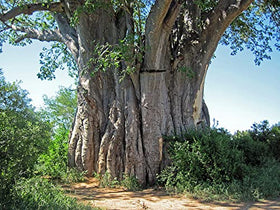 QO Seeds African Baobab seeds packaging, convenient option for gardeners.