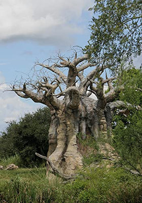 QO Seeds Baobab leaves and trunk image, illustrates mature tree potential.