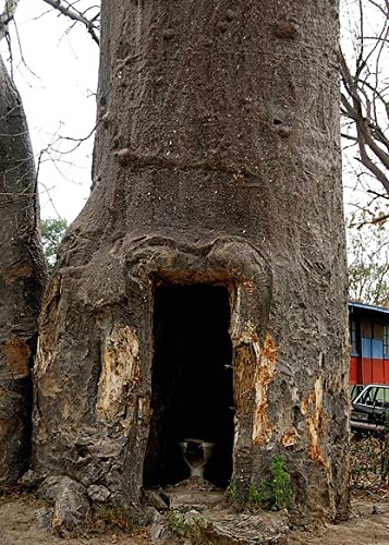 QO Seeds Baobab tree silhouette at dusk, evokes shade and landscape appeal.
