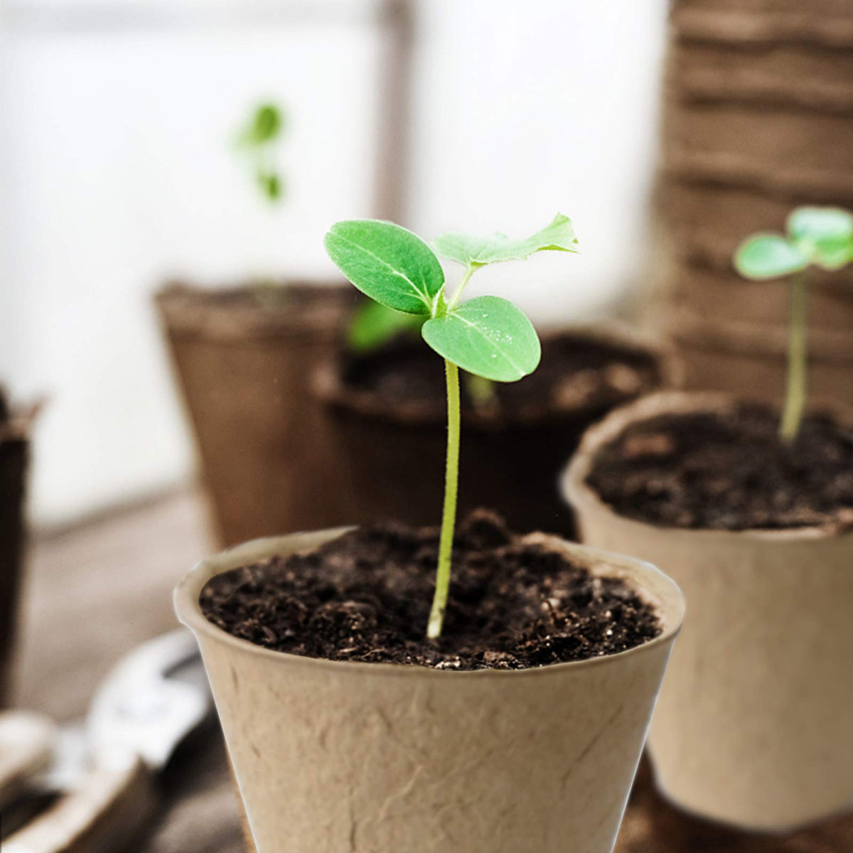 QPEY 3.15-inch peat pots ideal for germination and gentle transplanting.