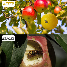 Qualirey 10 pcs packaging demonstrates generous supply for ongoing pest control