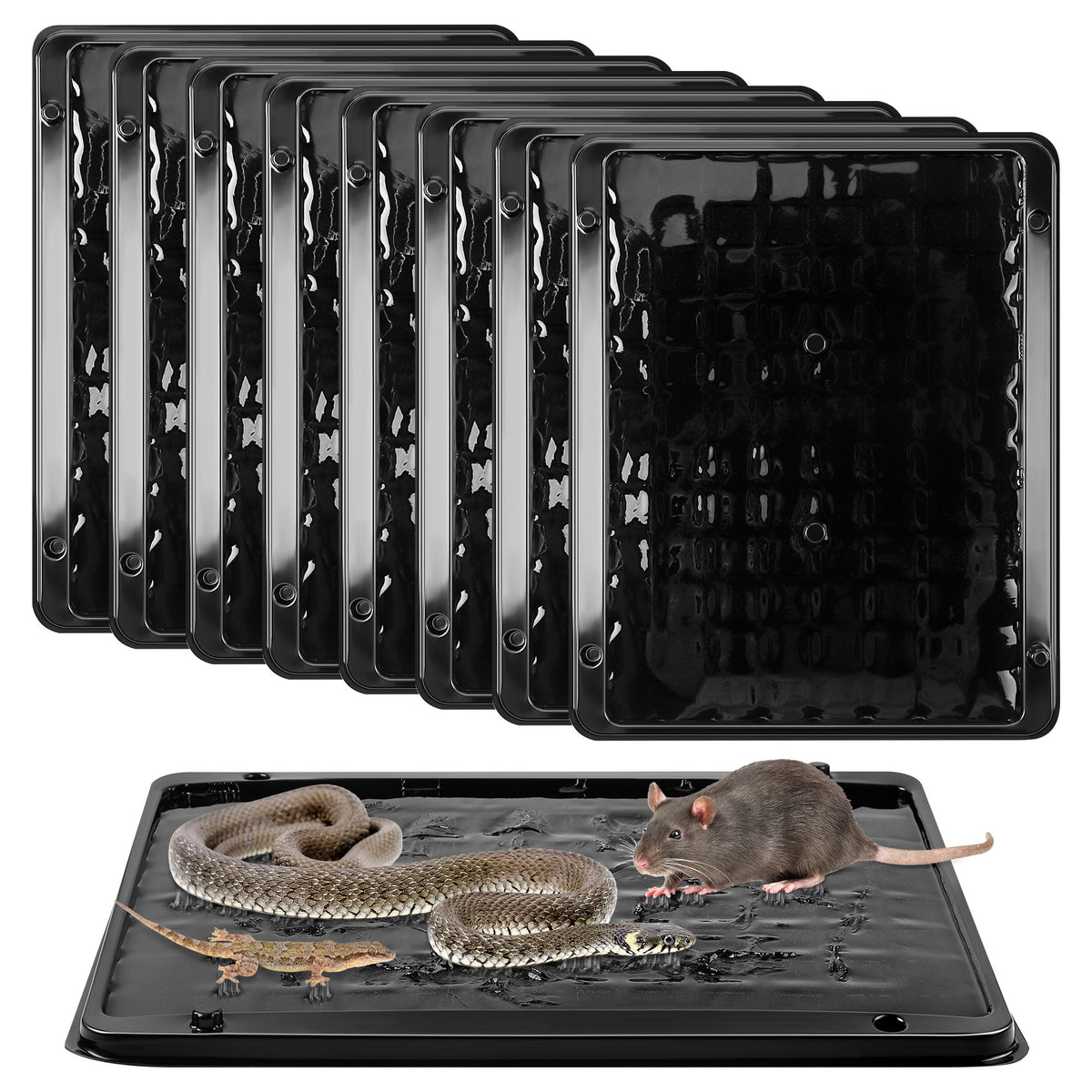 Qualirey jumbo glue trap with large tray ready for placement to catch bigger rodents