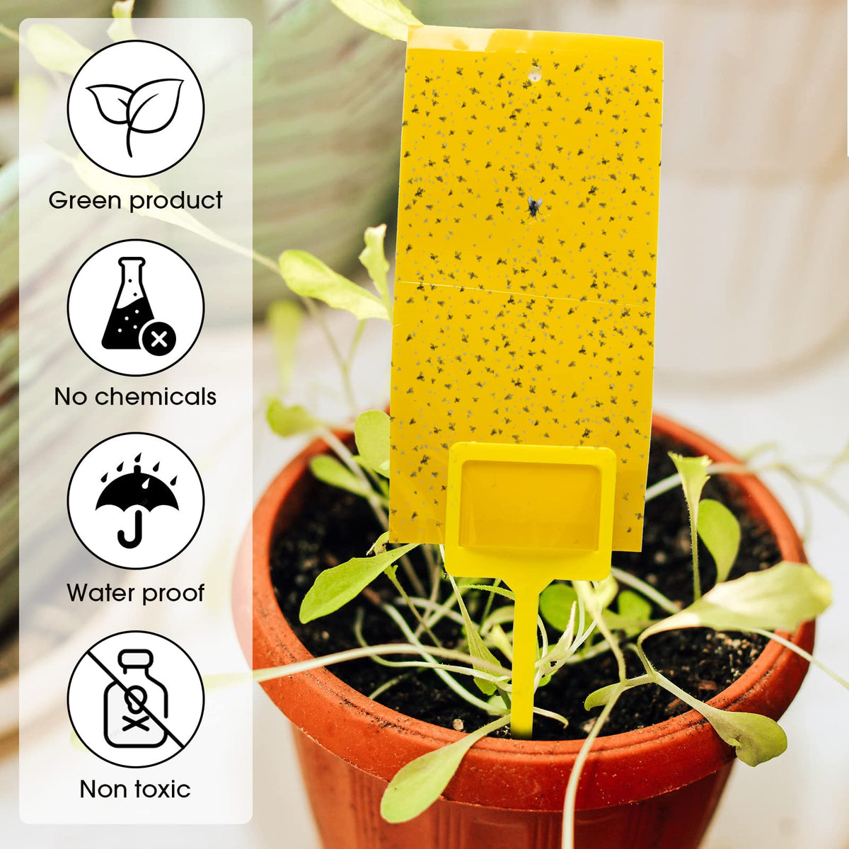 Qualirey double-sided sticky traps attract flying pests effectively