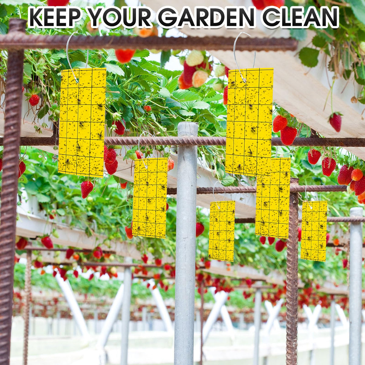 Qualirey double-sided yellow traps show both adhesive faces