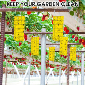 Qualirey double-sided yellow traps show both adhesive faces