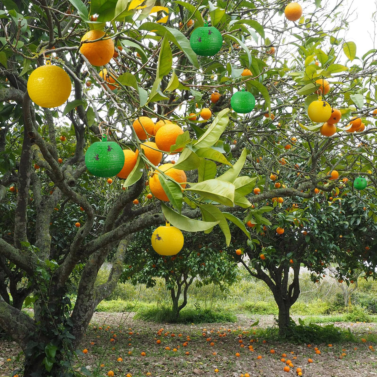 Qualirey fruit fly trap ball yellow in garden demonstrates outdoor pest control potential.