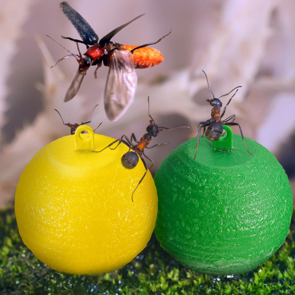 Qualirey fruit fly trap ball yellow hanging setup shows easy installation.