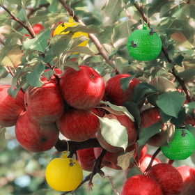 Qualirey fruit fly trap ball yellow kitchen use proves versatile indoor solution.