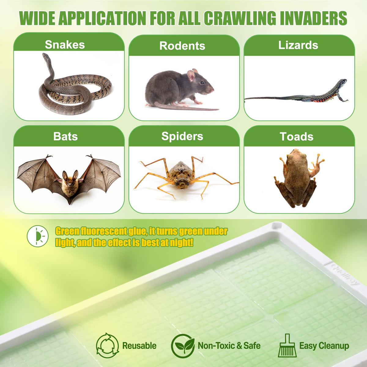 Qualirey ready-to-use glue trap, pre-scented and bait-free for simple placement.