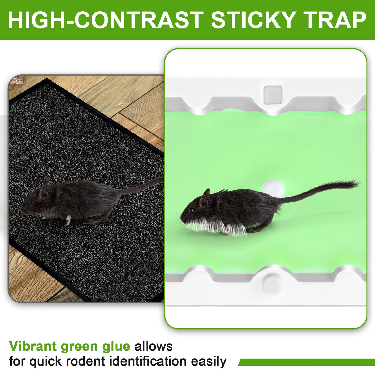 Qualirey glue trap ready to unfold, no baiting required.