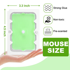 Qualirey pre-scented glue trap with peanut butter scent for easy placement.