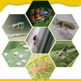 Qualirey gnat traps placed in soil using holders