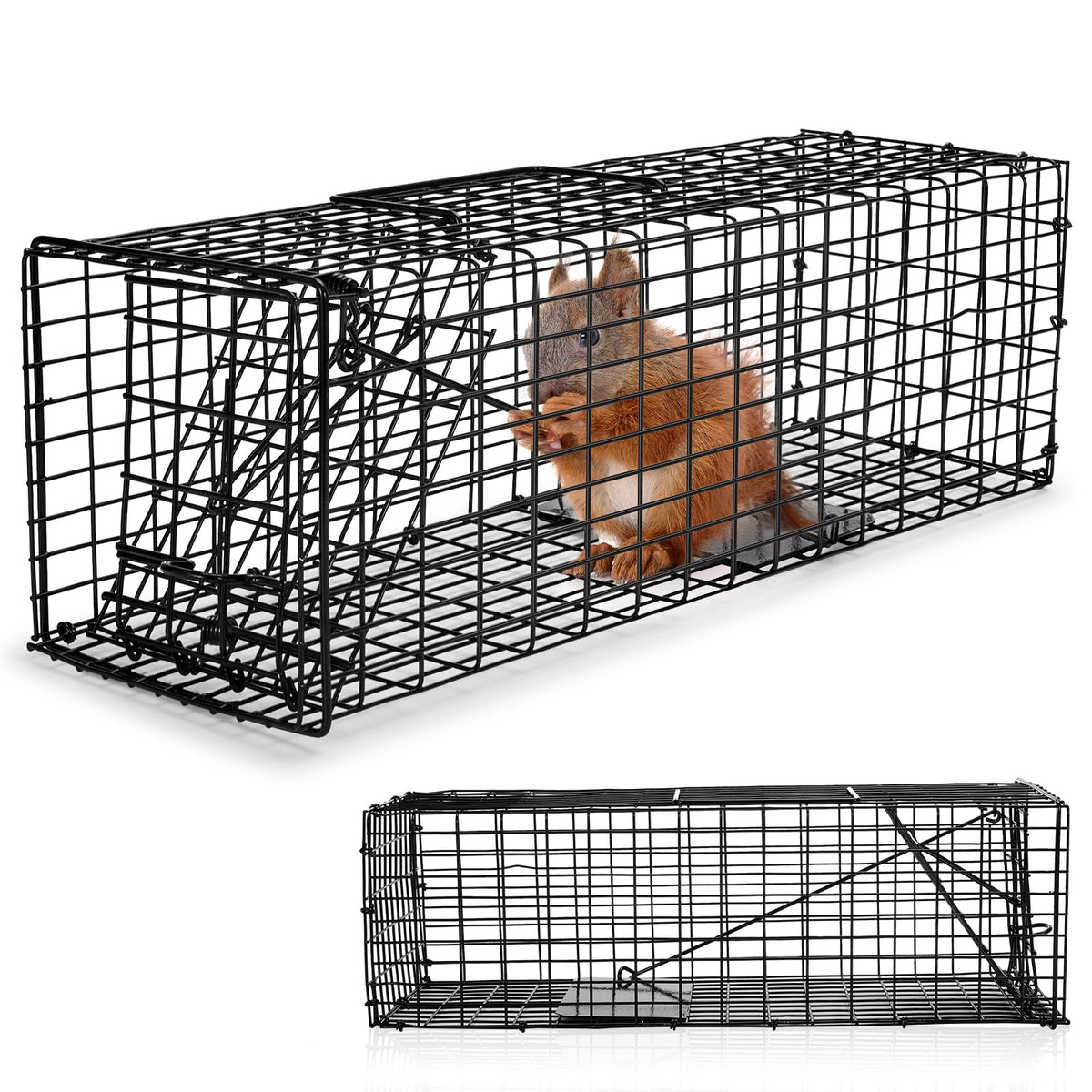 Qualirey humane squirrel trap assembly showing sturdy construction for outdoor use