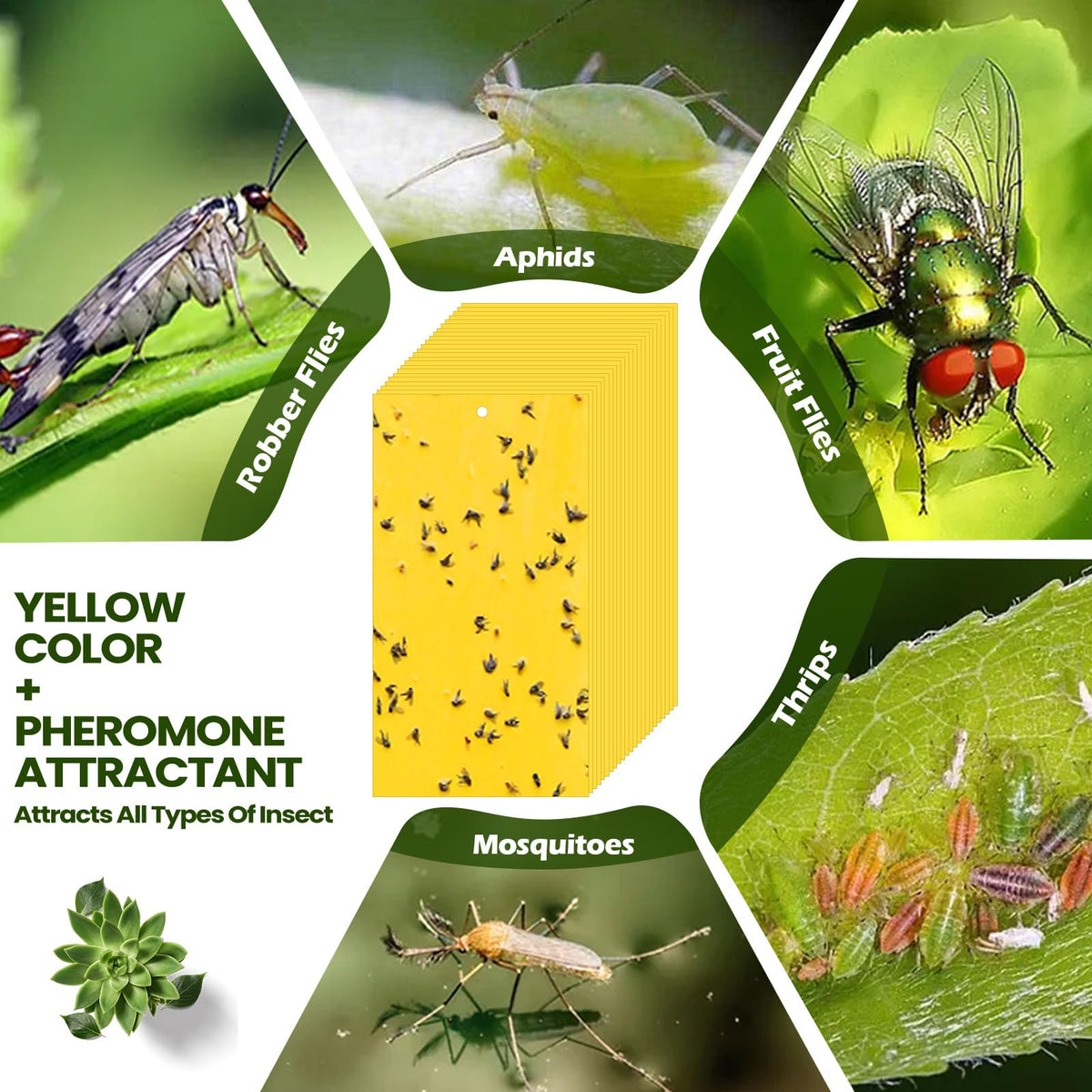Qualirey sticky trap in kitchen or greenhouse deterring pests.