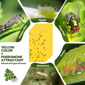 Qualirey sticky trap in kitchen or greenhouse deterring pests.